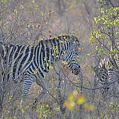 "Grant´s Zebra" Kruger National Park, South Africa